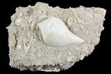 Eocene Fossil Gastropod - Damery, France #73815-1